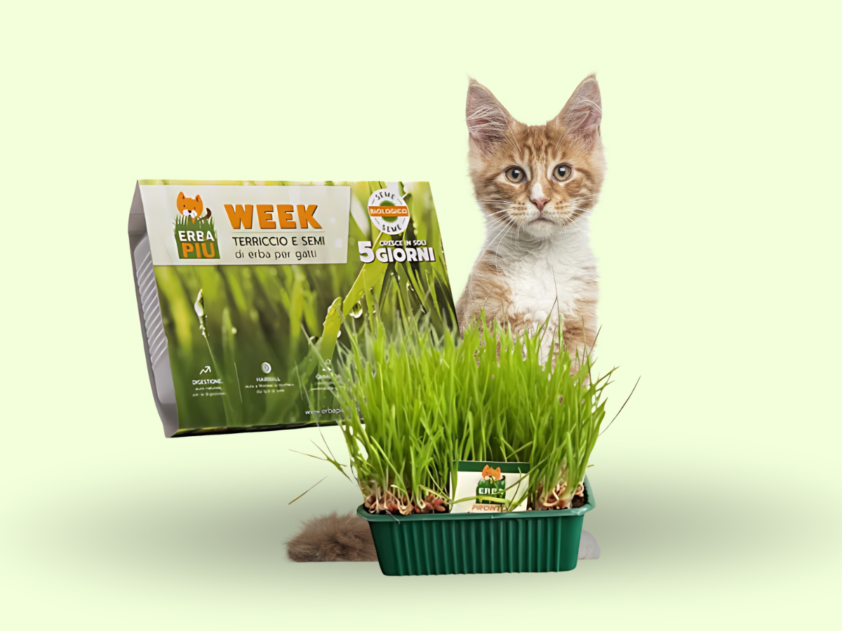 6 Meses De Proteccion 2