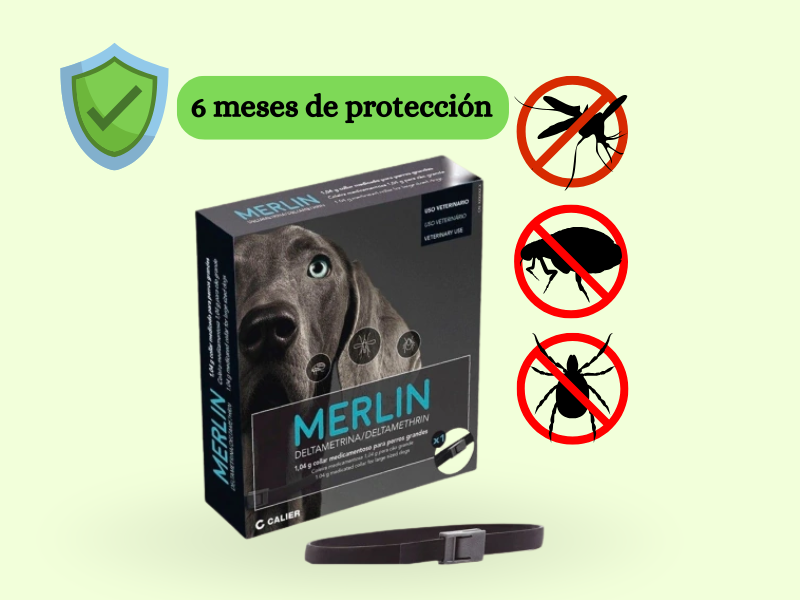 6 Meses De Proteccion