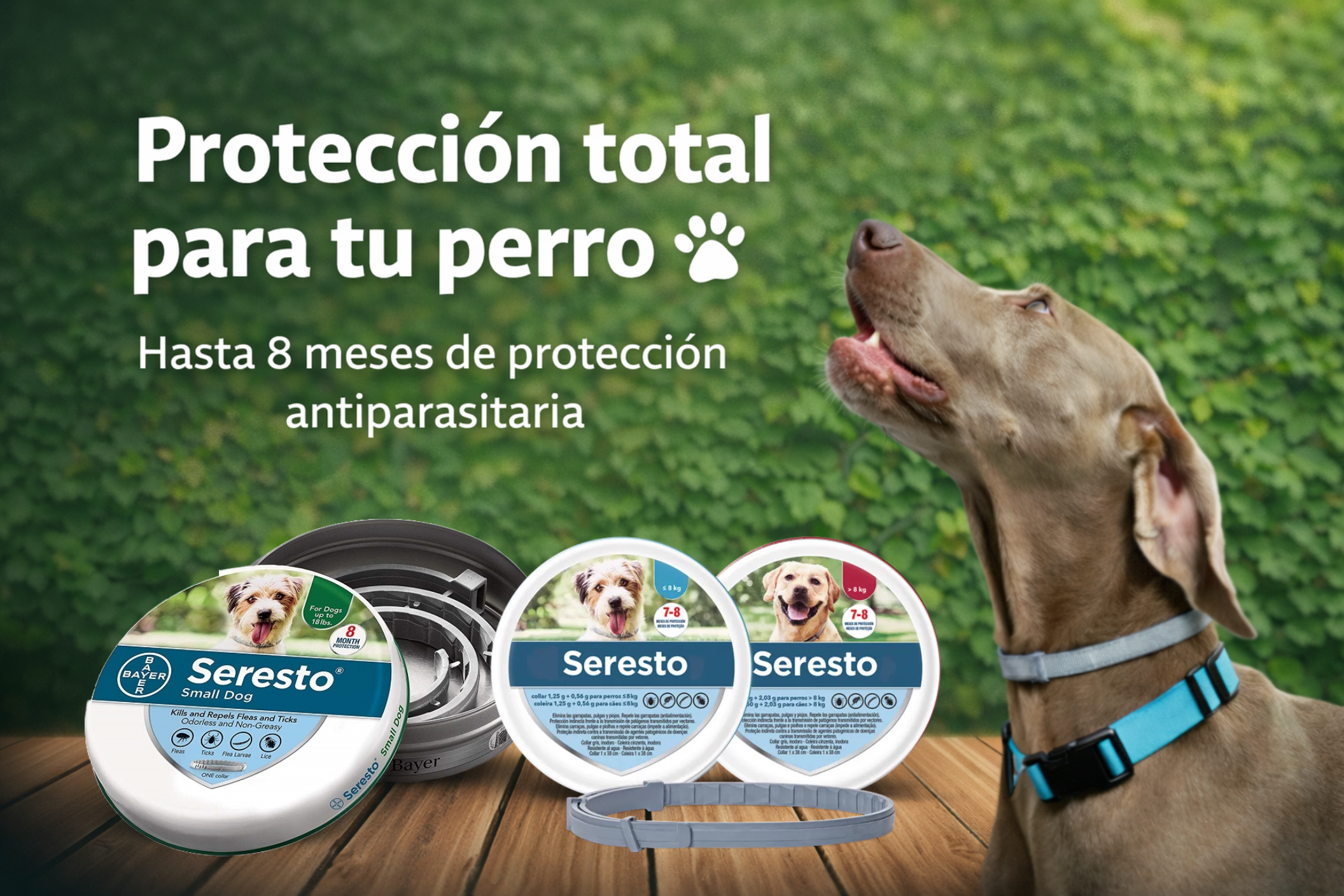 Diseno Sin Titulo 17